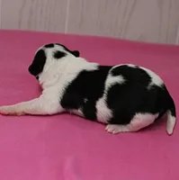 Chelsea's Black, White & Tan Party Female Puppy 1, a female Chihuahua for sale in Mount Olive, NC – 3 of 9