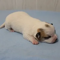  Chelsea's Fawn & White Male Puppy 4, a male Chihuahua for sale in Mount Olive, NC – 8 of 10