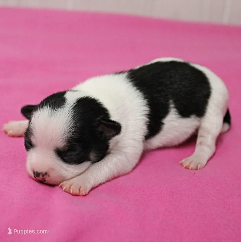 Chelsea's Black, White & Tan Party Female Puppy 1 – Chihuahua puppy for sale in Mount Olive, NC