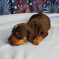 AKC Heidi's Chocolate & Tan Male Puppy 4, a male Miniature Dachshund for sale in Mount Olive, NC – 1 of 10