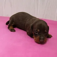 AKC Maggie's Chocolate & Tan Female Puppy 2, a female Miniature Dachshund for sale in Mount Olive, NC – 2 of 10
