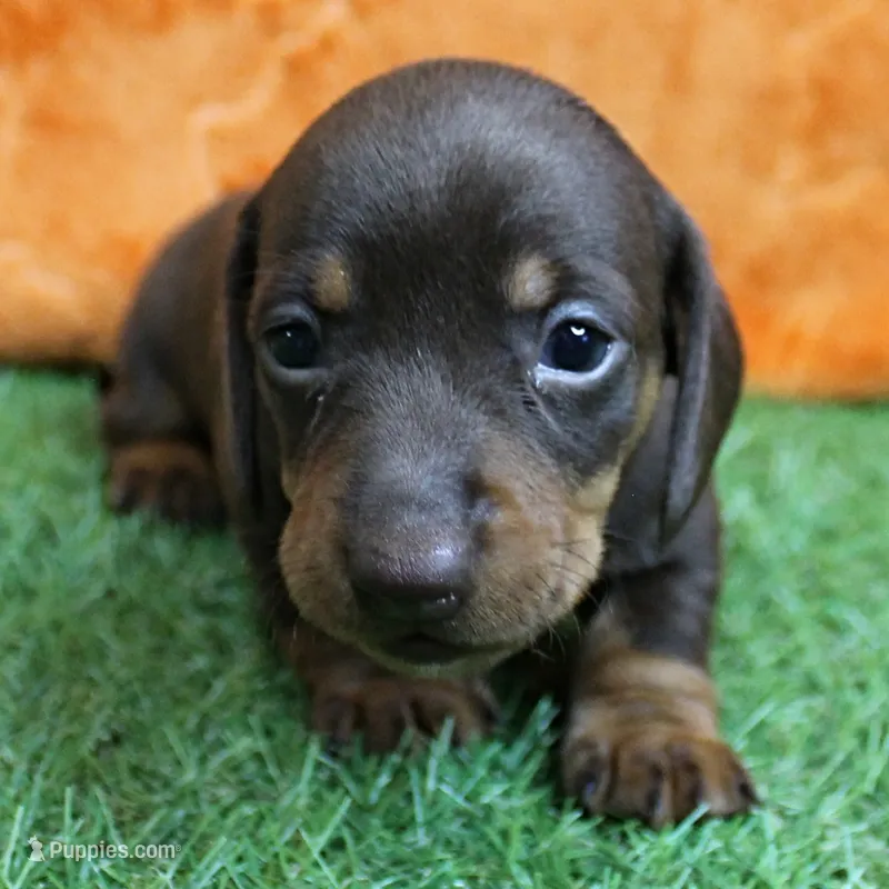 AKC Maggie's Chocolate & Tan Female Puppy 2 – Miniature Dachshund puppy for sale in Mount Olive, NC