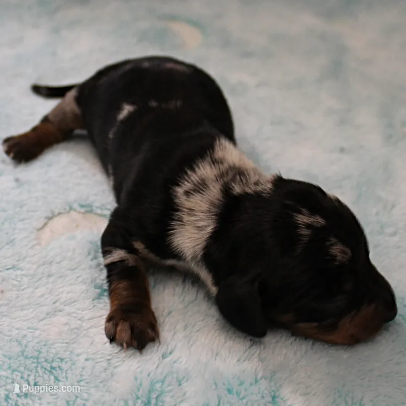 AKC Freckles Black & Tan Dapple Female Puppy 4 – Miniature Dachshund puppy for sale in Mount Olive, NC