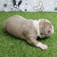 AKC Willow's Lilac & White Male Puppy 4, a male Boston Terrier for sale in Mount Olive, NC – 5 of 10