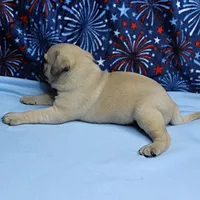 AKC Candy's Fawn Male Puppy 6, a male Pug for sale in Mount Olive, NC – 8 of 10