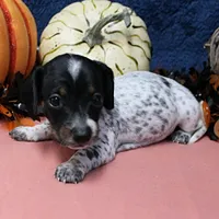 AKC Freckles Black & Tan Piebald on White Female Puppy 2, a female Miniature Dachshund for sale in Mount Olive, NC – 9 of 10