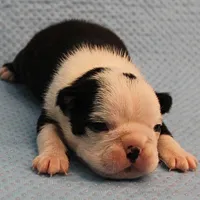 AKC Polly's Black & White Female Puppy 1, a female Boston Terrier for sale in Mount Olive, NC – Photo 2 of 10