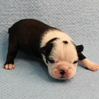 AKC Polly's Black & White Female Puppy 1, a female Boston Terrier for sale in Mount Olive, NC – Photo 8 of 10
