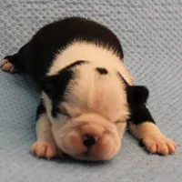 AKC Polly's Black & White Female Puppy 1, a female Boston Terrier for sale in Mount Olive, NC – Photo 1 of 10