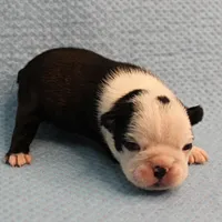 AKC Polly's Black & White Female Puppy 1, a female Boston Terrier for sale in Mount Olive, NC – Photo 4 of 10