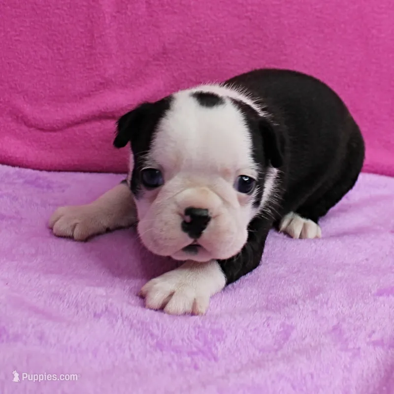 AKC Polly's Black & White Female Puppy 1 – Boston Terrier puppy for sale in Mount Olive, NC