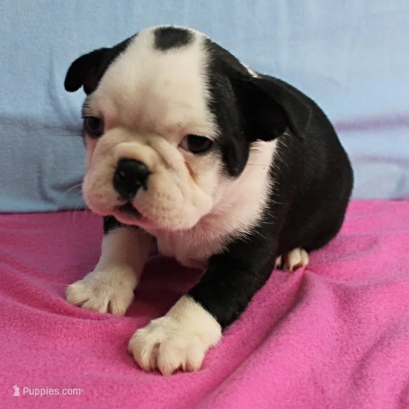 AKC Polly's Black & White Female Puppy 1 – Boston Terrier puppy for sale in Mount Olive, NC