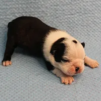 AKC Polly's Black & White Female Puppy 1, a female Boston Terrier for sale in Mount Olive, NC – Photo 6 of 10