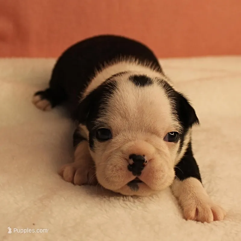 AKC Polly's Black & White Female Puppy 1 – Boston Terrier puppy for sale in Mount Olive, NC