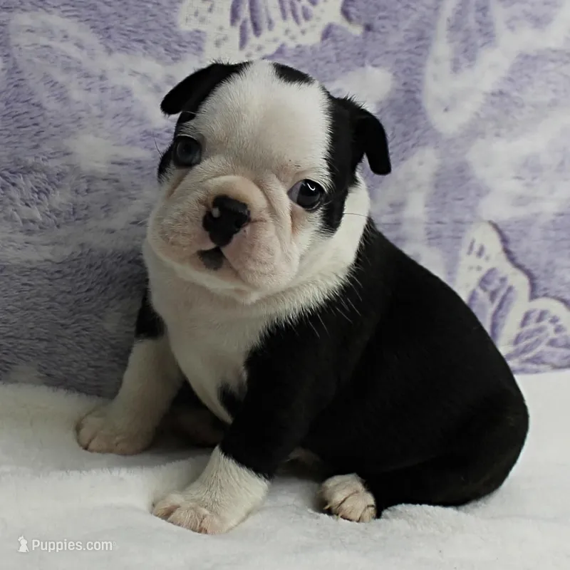 AKC Polly's Black & White Female Puppy 1 – Boston Terrier puppy for sale in Mount Olive, NC