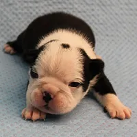 AKC Polly's Black & White Female Puppy 1, a female Boston Terrier for sale in Mount Olive, NC – Photo 5 of 10