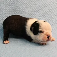 AKC Polly's Black & White Female Puppy 1, a female Boston Terrier for sale in Mount Olive, NC – Photo 9 of 10