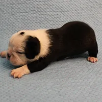 AKC Polly's Black & White Female Puppy 1, a female Boston Terrier for sale in Mount Olive, NC – Photo 7 of 10