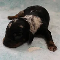 AKC Freckles Black & Tan Dapple Female Puppy 4, a female Miniature Dachshund for sale in Mount Olive, NC – 7 of 10