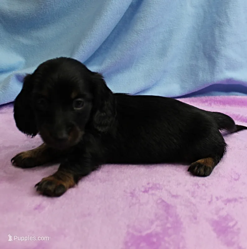 AKC Taylor's Black & Tan Male Puppy 4 – Miniature Dachshund puppy for sale in Mount Olive, NC