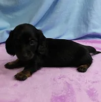 AKC Taylor's Black & Tan Male Puppy 4, a male Miniature Dachshund for sale in Mount Olive, NC – 1 of 10