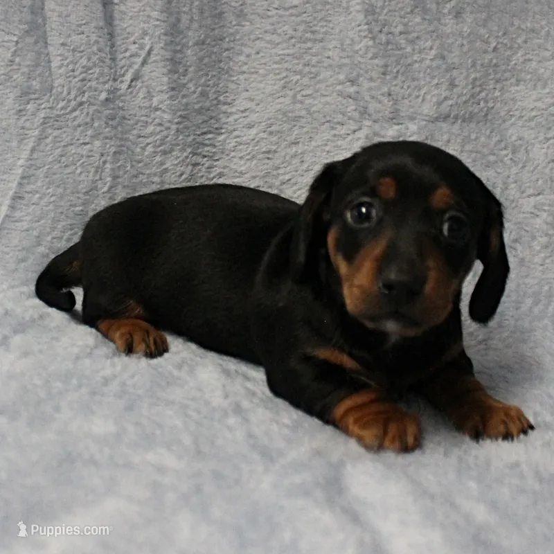 AKC Harleys Black & Tan Female Puppy 2 – Miniature Dachshund puppy on hold in Mount Olive, NC