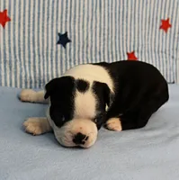 Myrtle's Black & White Male Puppy 1, a male Boston Terrier for sale in Mount Olive, NC – 2 of 10