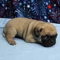AKC Candy's Fawn Male Puppy 2, a male Pug for sale in Mount Olive, NC – 6 of 9