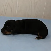 AKC Maggie's Black & Tan Male Puppy 3, a male Miniature Dachshund for sale in Mount Olive, NC – 9 of 10