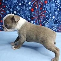 AKC Zoey's Blue & White Male Puppy 2, a male Boston Terrier for sale in Mount Olive, NC – 10 of 10
