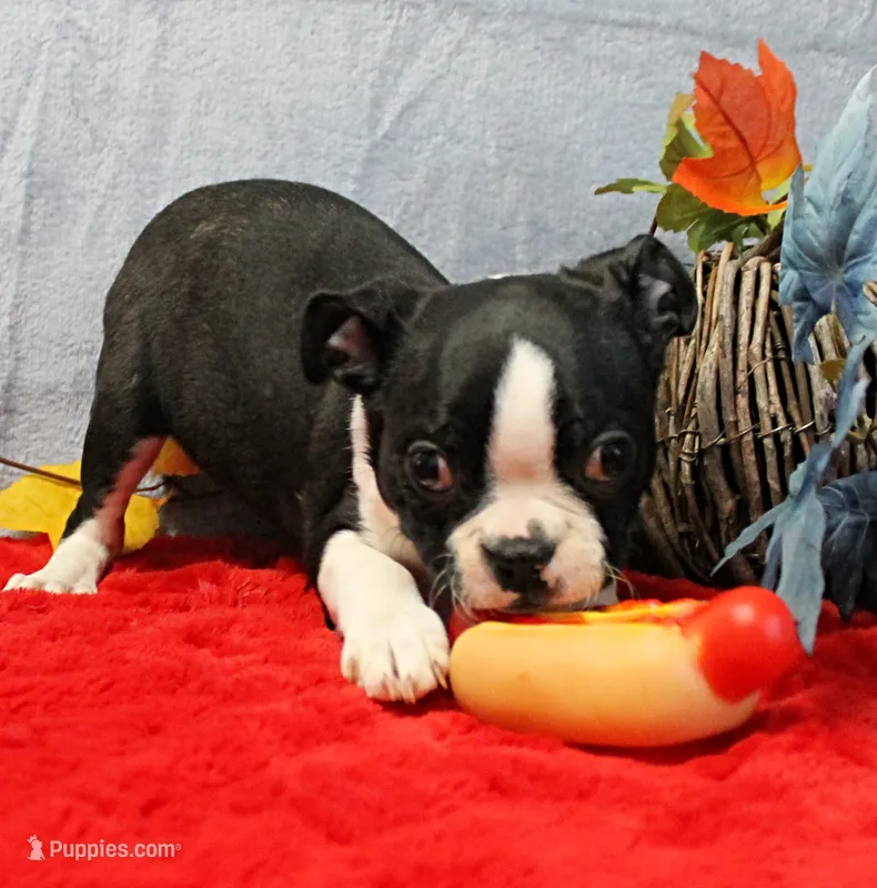 AKC Puddin's Black & White Female Puppy 1 – Boston Terrier puppy on hold in Mount Olive, NC