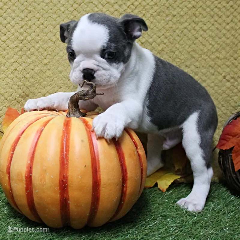 AKC Lula's Blue & White Male Puppy 2 – Boston Terrier puppy for sale in Mount Olive, NC