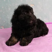 Twinkle's Black Male Puppy 5, a male Cockapoo for sale in Mount Olive, NC – Photo 6 of 10