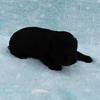 Twinkle's Black Male Puppy 5, a male Cockapoo for sale in Mount Olive, NC – Photo 9 of 10