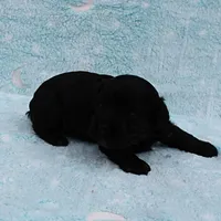 Twinkle's Black Male Puppy 5, a male Cockapoo for sale in Mount Olive, NC – Photo 6 of 10