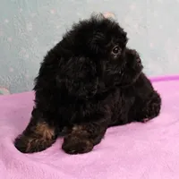 Twinkle's Black Male Puppy 5, a male Cockapoo for sale in Mount Olive, NC – Photo 7 of 10