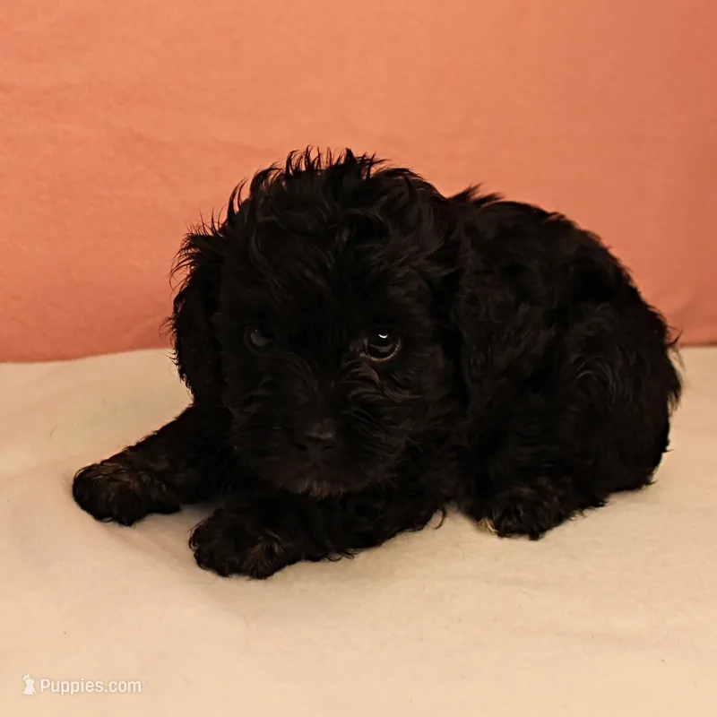 Twinkle's Black Male Puppy 5 – Cockapoo puppy for sale in Mount Olive, NC