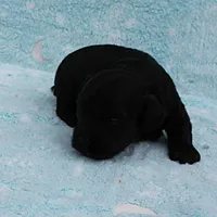 Twinkle's Black Male Puppy 5, a male Cockapoo for sale in Mount Olive, NC – Photo 1 of 10