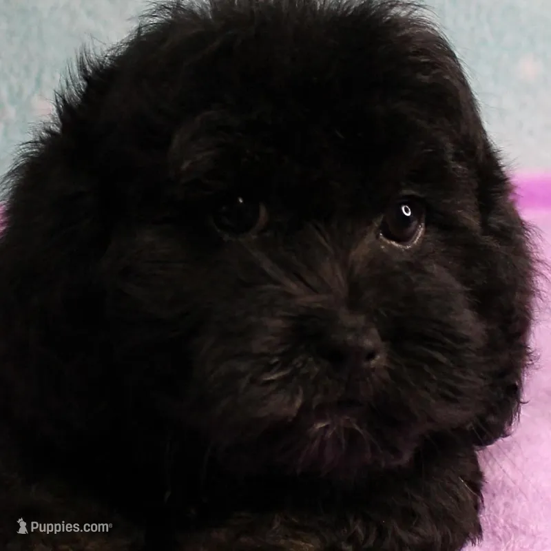 Twinkle's Black Male Puppy 5 – Cockapoo puppy for sale in Mount Olive, NC