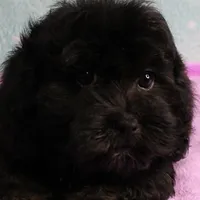 Twinkle's Black Male Puppy 5, a male Cockapoo for sale in Mount Olive, NC – Photo 1 of 10