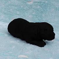 Twinkle's Black Male Puppy 5, a male Cockapoo for sale in Mount Olive, NC – Photo 7 of 10