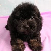 Twinkle's Black Male Puppy 5, a male Cockapoo for sale in Mount Olive, NC – Photo 9 of 10
