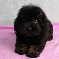 Twinkle's Black Male Puppy 5, a male Cockapoo for sale in Mount Olive, NC – Photo 3 of 10
