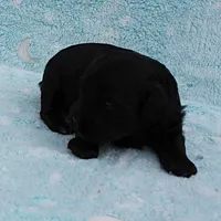 Twinkle's Black Male Puppy 5, a male Cockapoo for sale in Mount Olive, NC – Photo 2 of 10