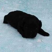 Twinkle's Black Male Puppy 5, a male Cockapoo for sale in Mount Olive, NC – Photo 4 of 10