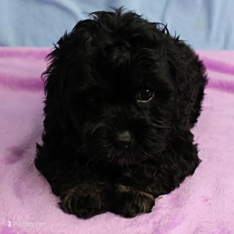 Twinkle's Black Male Puppy 5 – Cockapoo puppy for sale in Mount Olive, NC