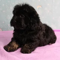 Twinkle's Black Male Puppy 5, a male Cockapoo for sale in Mount Olive, NC – Photo 10 of 10