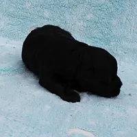 Twinkle's Black Male Puppy 5, a male Cockapoo for sale in Mount Olive, NC – Photo 3 of 10