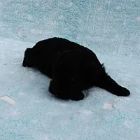 Twinkle's Black Male Puppy 5, a male Cockapoo for sale in Mount Olive, NC – Photo 10 of 10