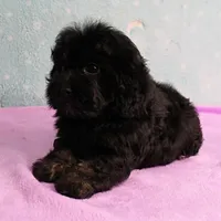 Twinkle's Black Male Puppy 5, a male Cockapoo for sale in Mount Olive, NC – Photo 5 of 10